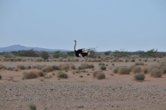 A wild ostrich