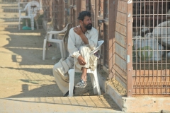 Entering the Camel and Goat Market