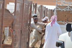 Imagine convincing a strong animal like a camel it needs to get into a truck bed.