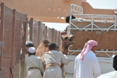Trying to place the Camel in the truck after the auction sale