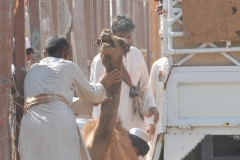 This is one camel that does not want to get into the back of the truck