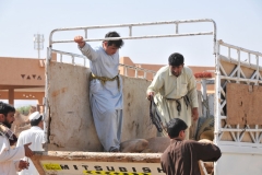 The camel is finally in and down