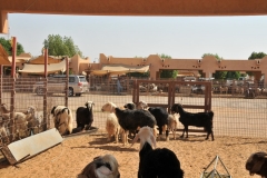 Goats for sale