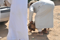 Young goat being placed in the trunk of a car to go home for dinner most likely