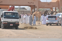 Camel auction