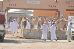 Busy camel market