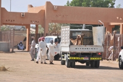 Two camels are secured into the back of the pickup truck