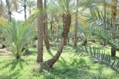Oasis in the middle of the desert