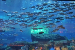 Aquarium in the Dubai Shopping Mall