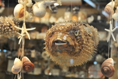 Puffer Fish anyone?