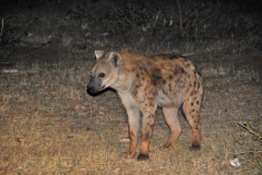 The closest that I have ever been to a wild hyena.