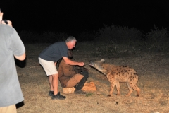 I had he opportunity to feed several wild Hyenas. What a rush that was. .One quick movement and you are attacked.