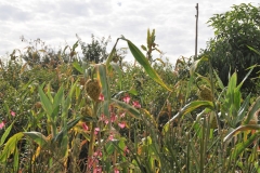 Corn growing at the top of the plant and not lower.