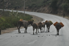 Pick up from the hotel is earlier than usual at 8.30 am, since it is about 100 km to Babile or about 1 hour drive from Harar. There is spectacular hill and valley scenery en route. We should aim to get to the market before it gets hot