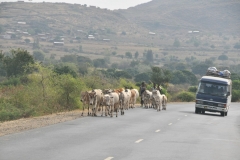 Along the highway you see all kinds of animals going to market in Babile.