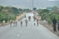 Babile has hosted one of Ethiopia's largest cattle and camel markets bi weekly for years.