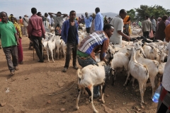 Lots of goats for sale.