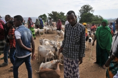 A goat herder very proud of his herd.