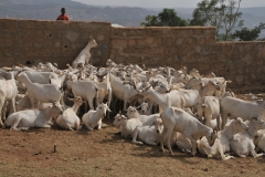 Notice the wall. This wall separated the Camels from all other animals being sold.