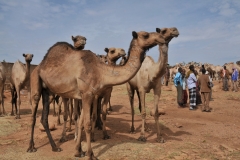 Lots and lots of camels were being negotiated for purchase..