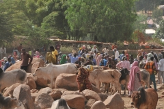 There is an ongoing vibrant camel trade in Ethiopia involving some twenty or more chain markets with a trade volume of about 3,000 camels per week in the peak seasons. The volume of this trade alone could challenge camel population estimates in Ethiopia