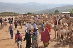 This trade engages various actors composed of mixed ethnic groups with overlapping roles: pastoralists, who are the primary producers but also double as trekkers; agro-pastoralists, who play various roles as primary producers, conditioners, and/or trekkers; and farmers, who, contrary to past traditions, are increasingly emerging as camel conditioners, trekkers, and traders.