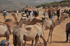 The trade route runs from the central eastern parts to northern Ethiopia and Sudan. Main destination markets are the salt mines in northeastern Ethiopia and the cross-border trade to Sudan, with numerous staging and conditioning points in between that lie across the twenty or so chain markets en-route.