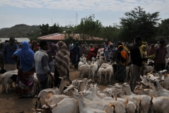 Groups of goats looking for buys