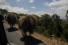 Bringing grass down to the city to sell by donkey