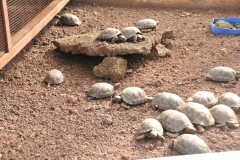 Operate a tortoise breeding center