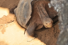 Female Tortoise about to lay eggs