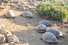 Young infant tortoises