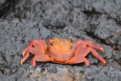 A Sally Lightfoot Crab