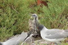 Swallow -tailed Gulls and baby chick