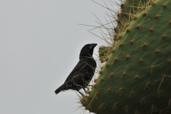 Cactus Finch