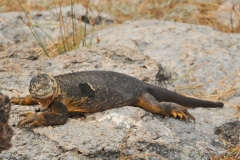 Marine Iguana