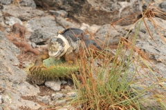 Land Iguana