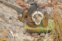 Smoothing out the cactus