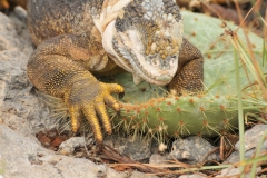 Land Iguana break down the cactus with their front feet