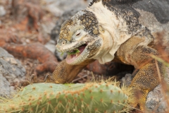 Cactus is part of their main diet