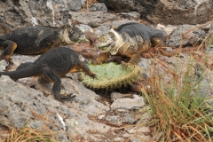 Additional Iguanas joining the feast