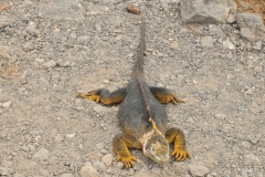 Notice the claws are retracted on this Land Iguana