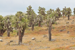 The cactus is bare at the base of the plant