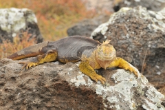 This Land Iguana is shedding its outer skin