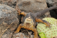 Protecting its catch of Cactus from predators.. Me!