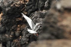 Swallow-Tailed Gull