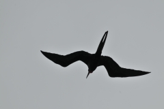 Frigatebird in flight