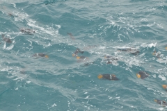 The Galapagos Islands are teaming with beautiful fish