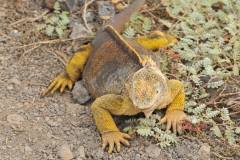 Mature Land Iguana with all its color