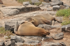 Sea Lion pups resting